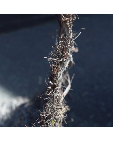 Brande de bruyère ecolo 70% occultation 2mX3m