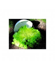 6 cloches à salade avec piques en acier 6 cloches à salade avec piques en acier