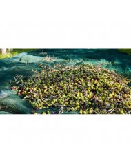 Filet de récolte 8mX8m Filet de récolte 8mX8m