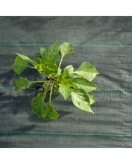 Toile de paillage verte 2,10mX100m (90g/m²) Toile de paillage verte 2,10mX100m (90g/m²)