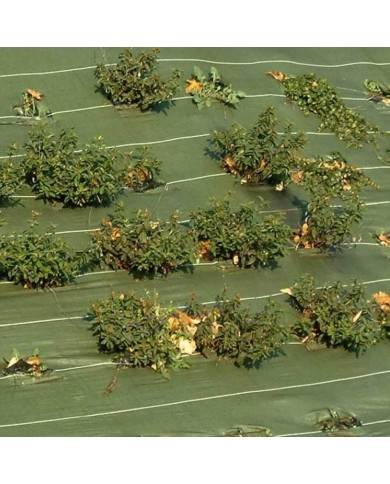 Toile de paillage verte 1,05mX25m (90g/m²)