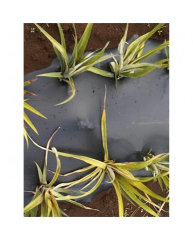 Film de paillage bio 15 MY 1,4X1500m Film de paillage bio 15 MY 1,4X1500m