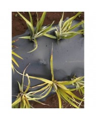 Film de paillage bio 15 MY 1,4X1500m