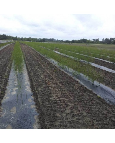 Film de paillage bio 15 MY 1,4X1500m