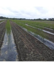 Film de paillage bio 15 MY 1,4X1500m