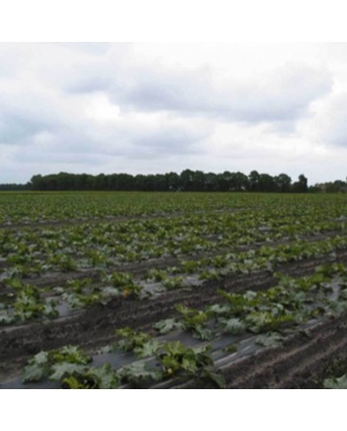 Film de paillage bio 15 MY 1,4X1500m