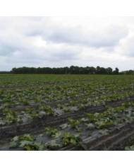 Film de paillage bio 15 MY 1,4X1500m