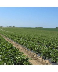 Film de paillage bio 15 MY 1,4X1500m