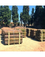 Brande de bruyère 100% occultante 1mX3m