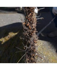 Brande de bruyère 100% occultante 1,20mX3m Brande de bruyère 100% occultante 1,20mX3m