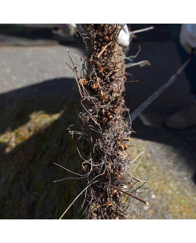 Brande de bruyère 100% occultante 1,50mX3m