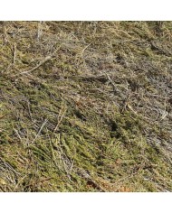 Brande de bruyère 100% occultante 1,50mX3m