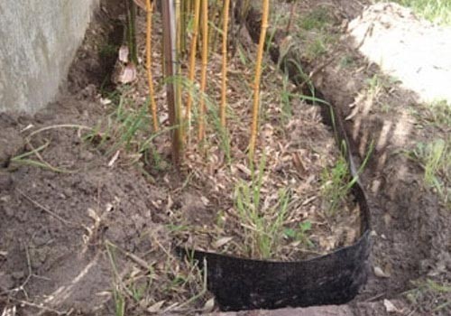 Comment contrer la pousse des racines de bambous ?