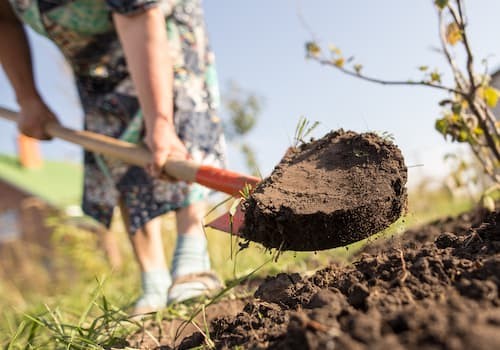 Comment incorporer votre compost à votre jardin